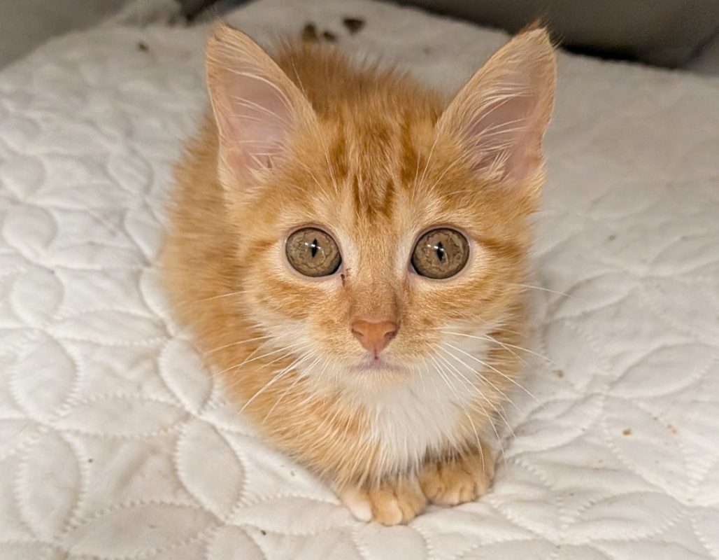 Menza - Chat Européen à adopter