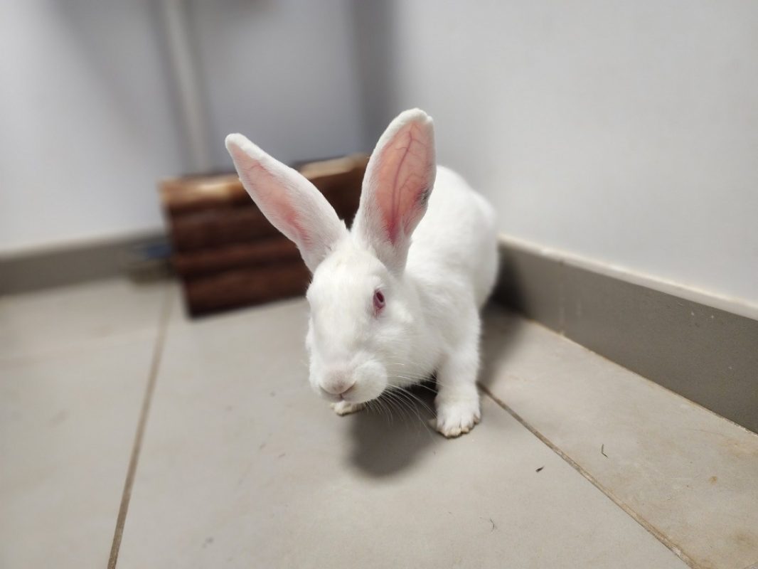 Rajah - Rongeur Lapin à adopter