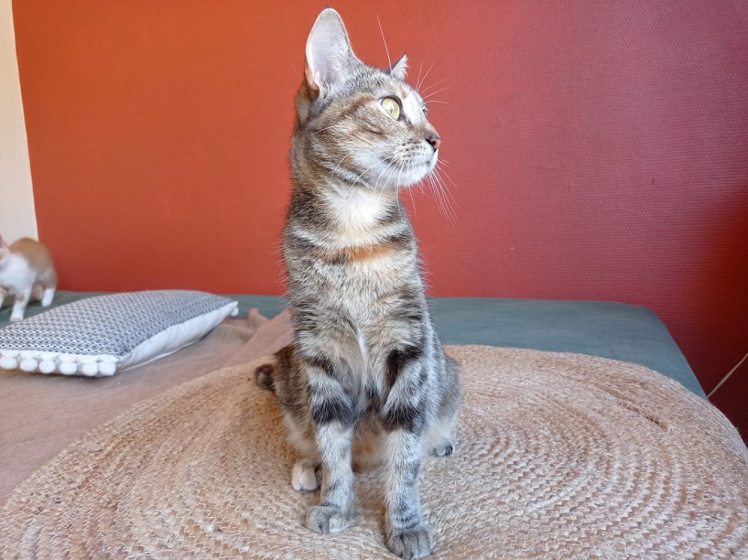 Ellie - Chat Européen à adopter