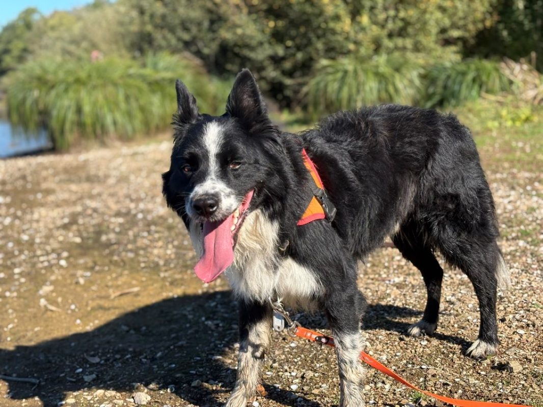 Mowgly - Chien Border Collie à adopter