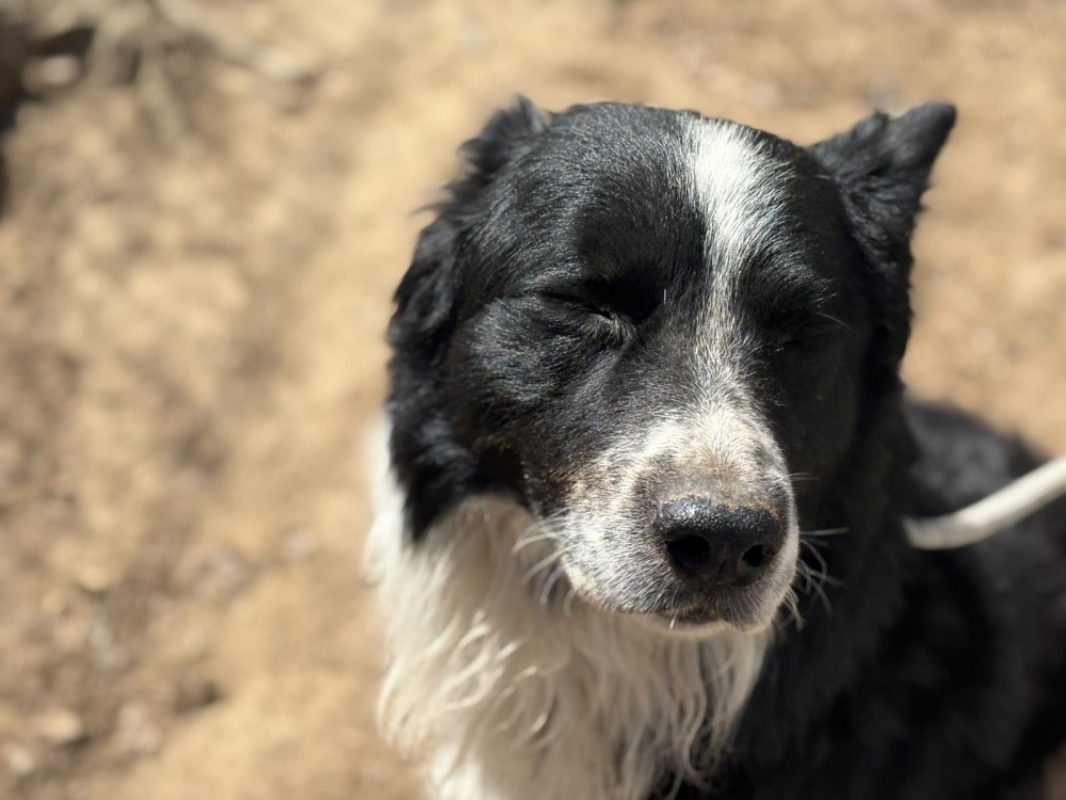 Mowgly - Chien Border Collie à adopter - photo 2