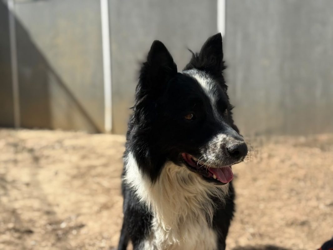 Mowgly - Chien Border Collie à adopter - photo 3