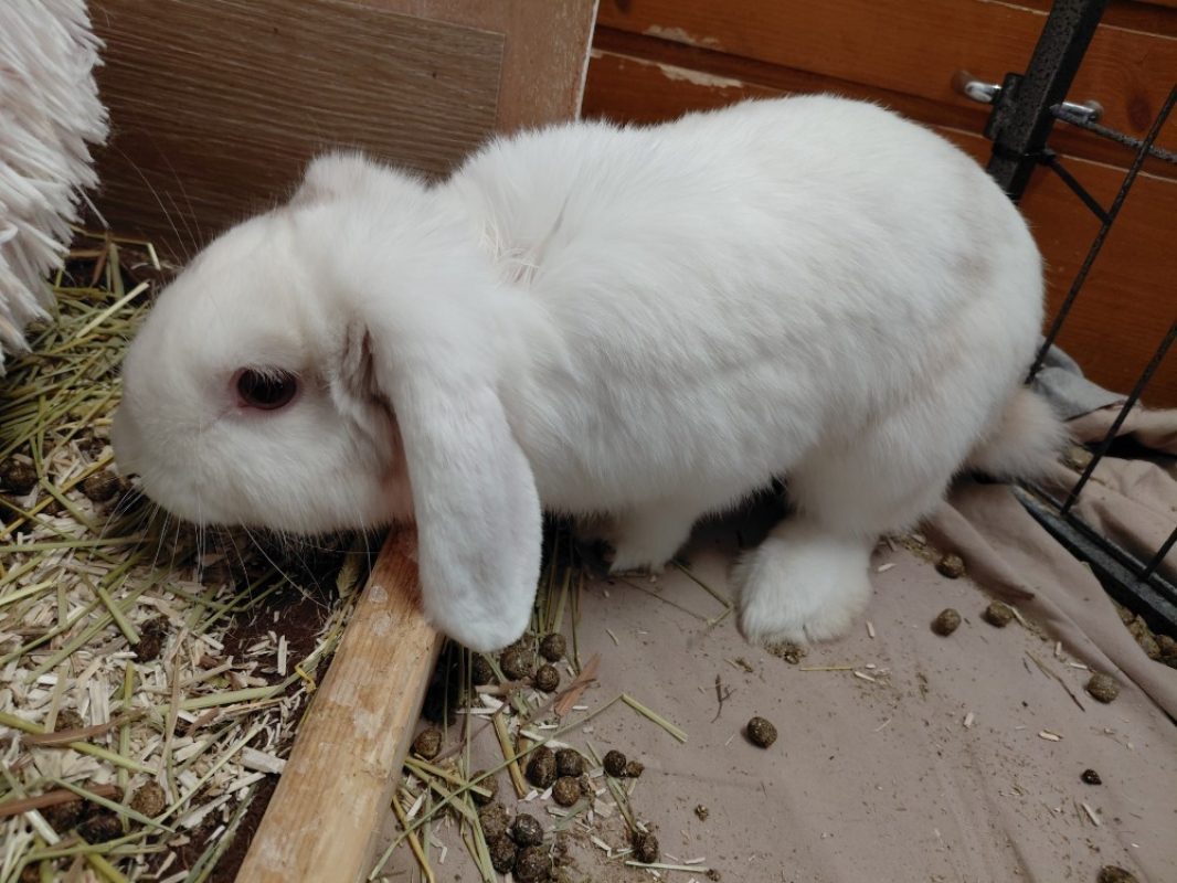 Fleur de sel - Rongeur Lapin à adopter