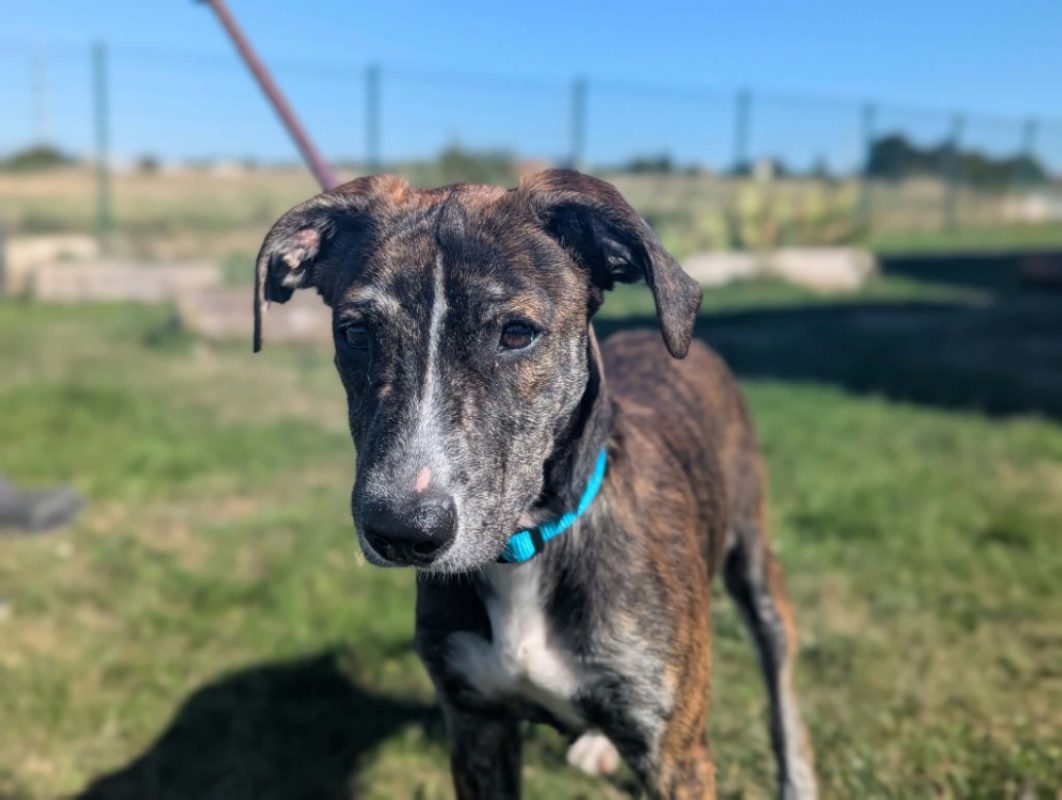 Brune - Chien Berger à adopter