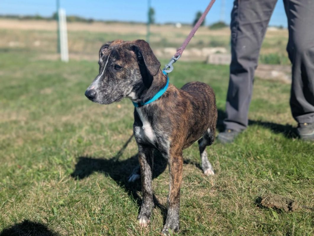Brune - Chien Berger à adopter - photo 2