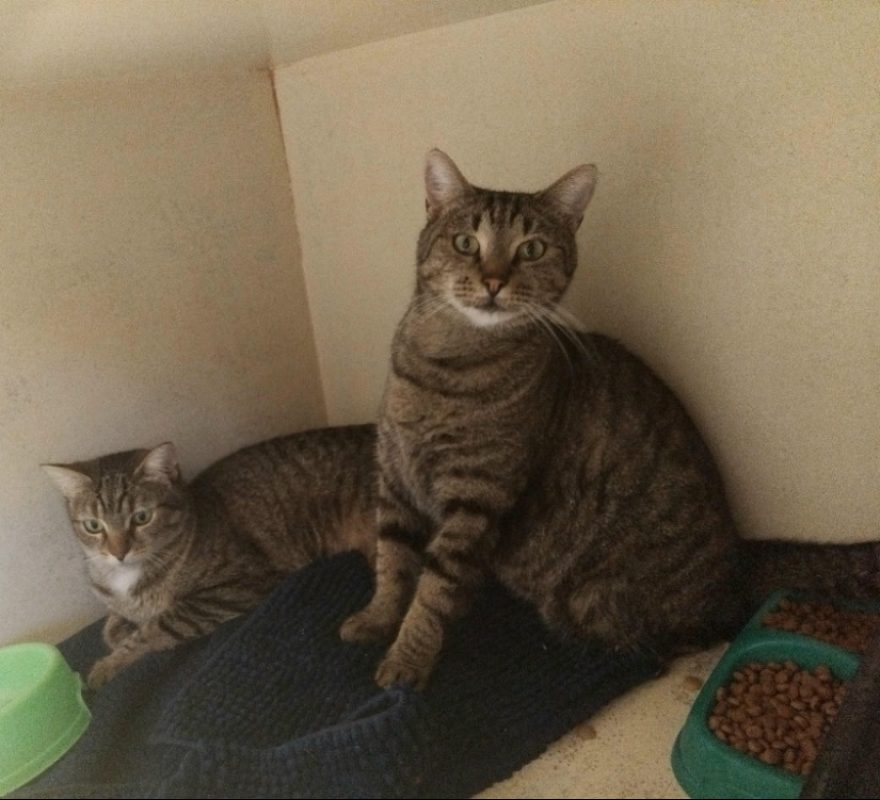 Pirate - Chat Européen à adopter