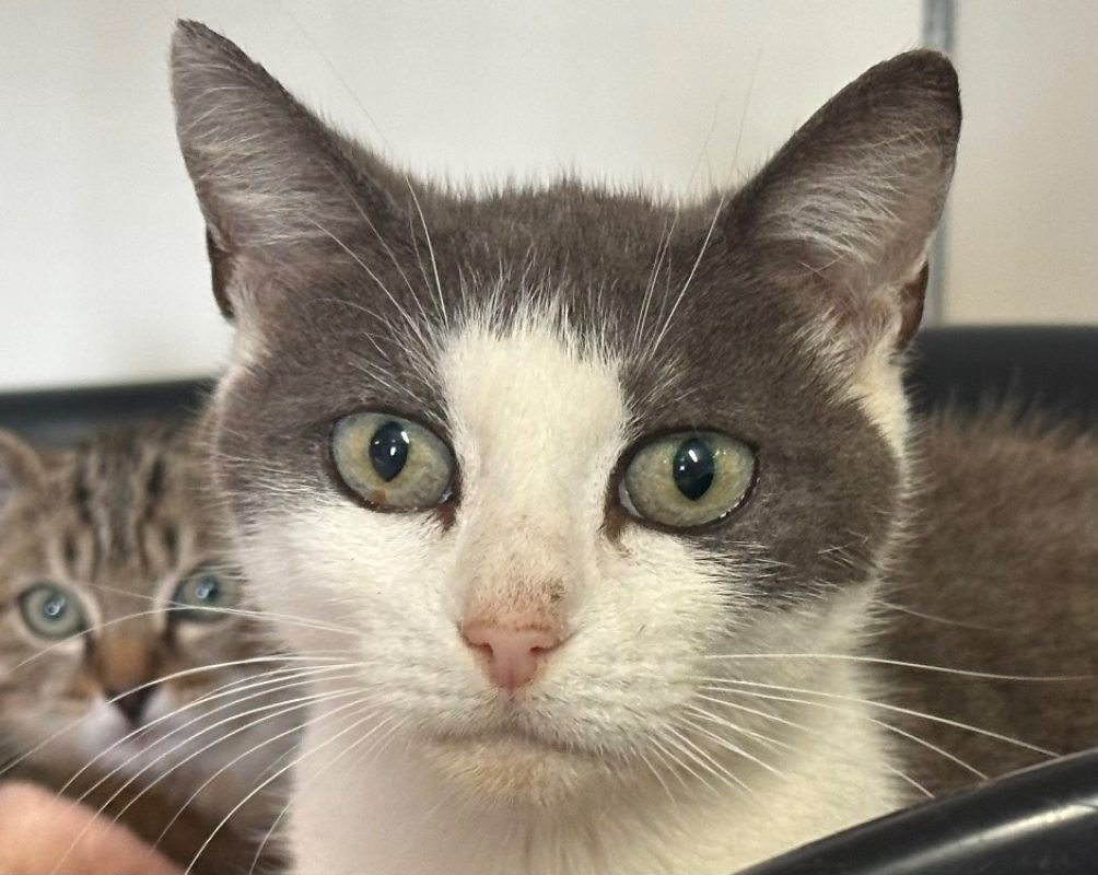 Mona - Chat Européen à adopter