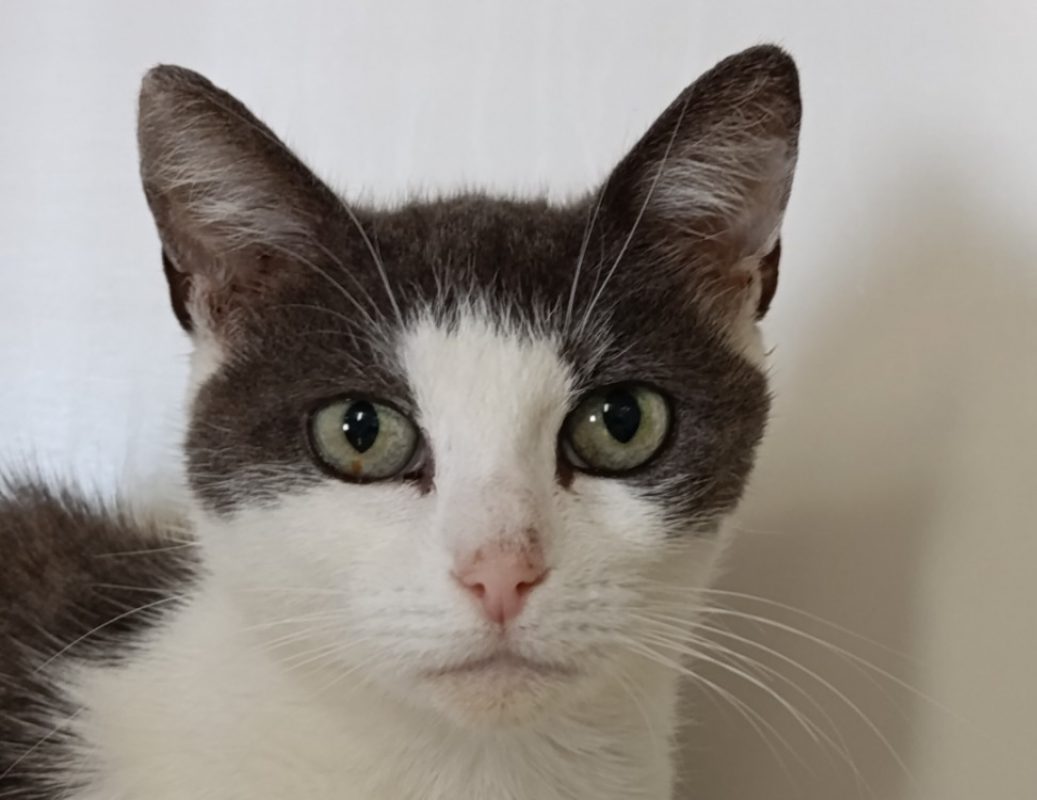 Mona - Chat Européen à adopter - photo 2
