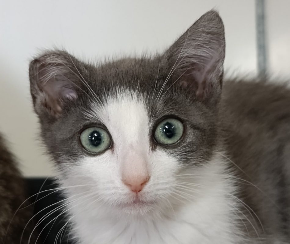 Opale - Chat Européen à adopter