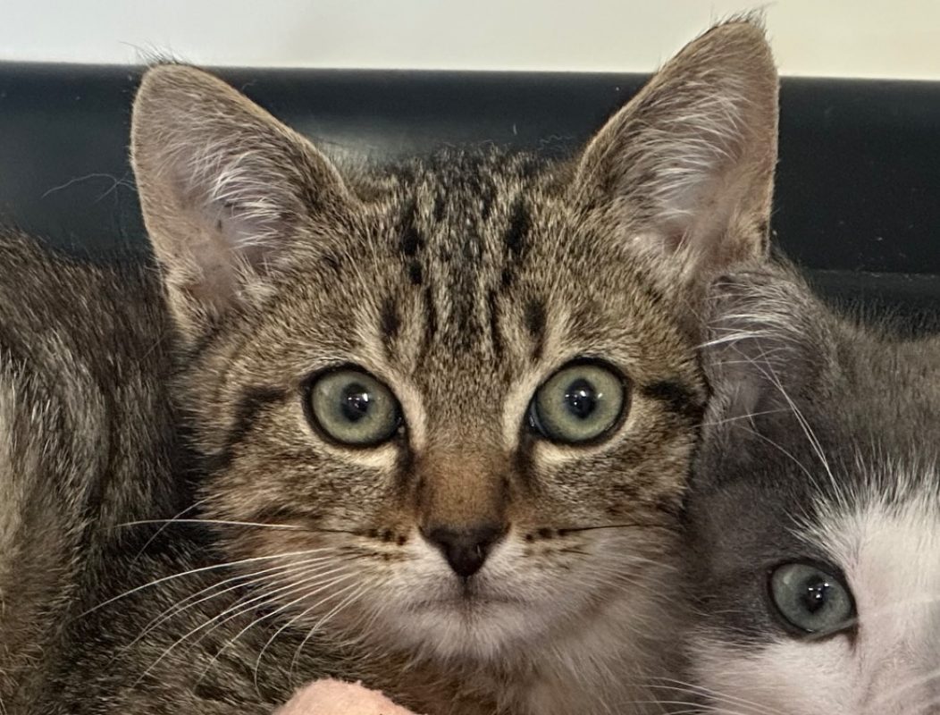 Nox - Chat Européen à adopter