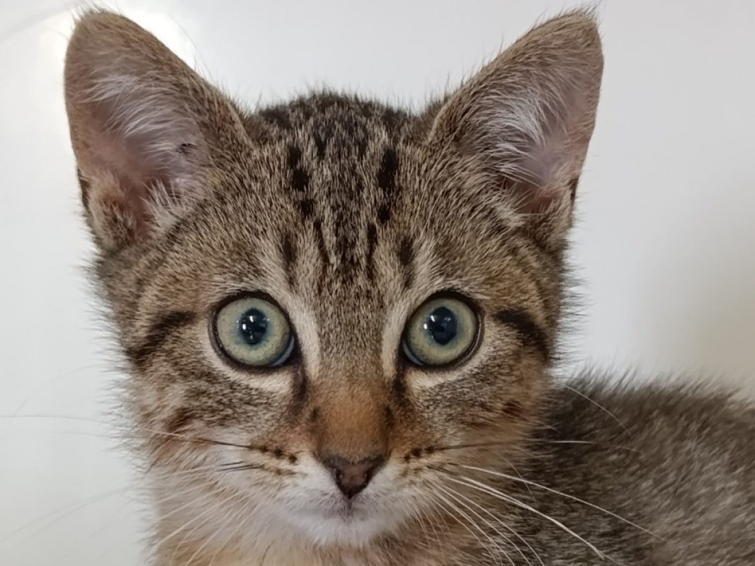 Nox - Chat Européen à adopter - photo 2
