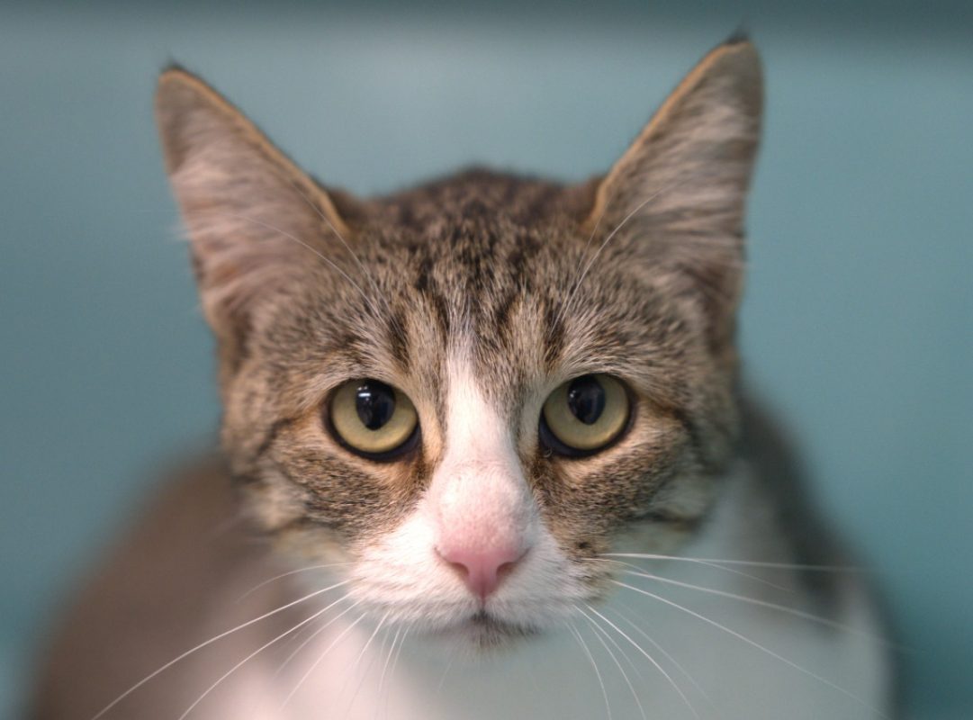 Pauline - Chat à adopter