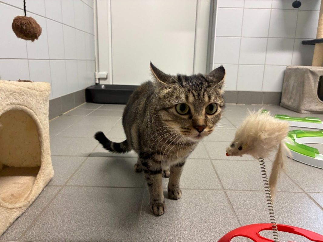 Rose - Chat Européen à adopter