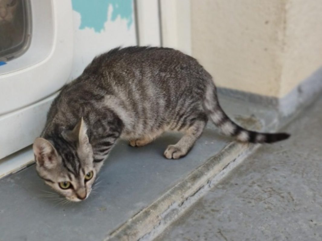 Leo - Chat Européen à adopter