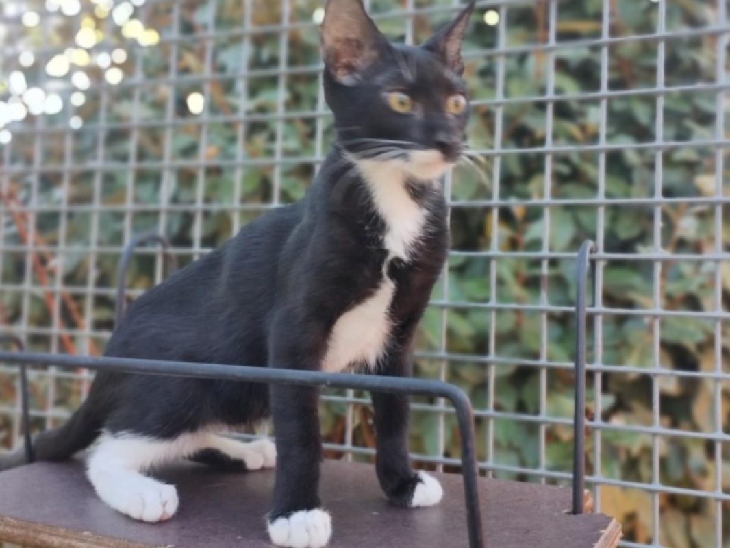Blacky - Chat Européen à adopter