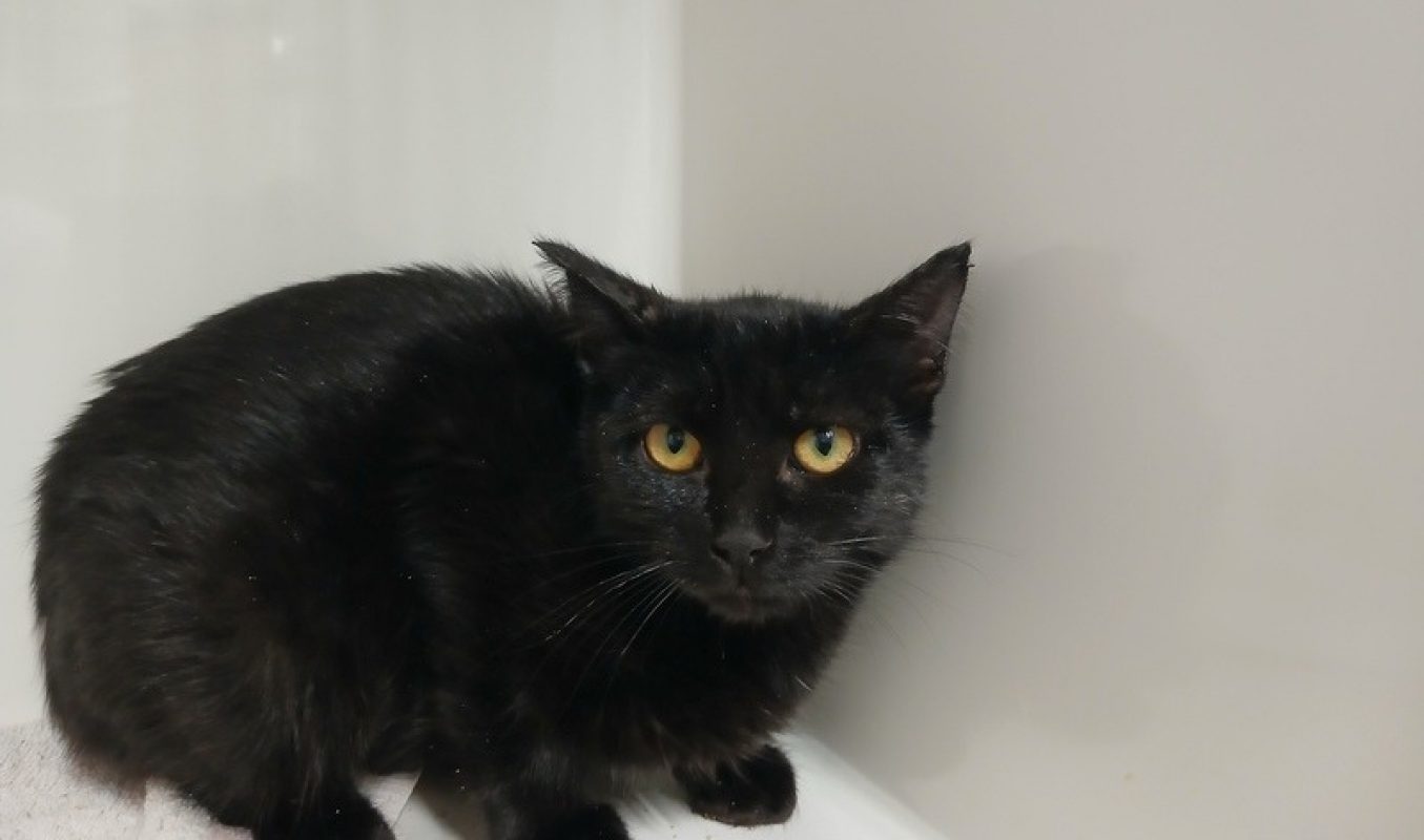 Charlie - Chat Européen à adopter