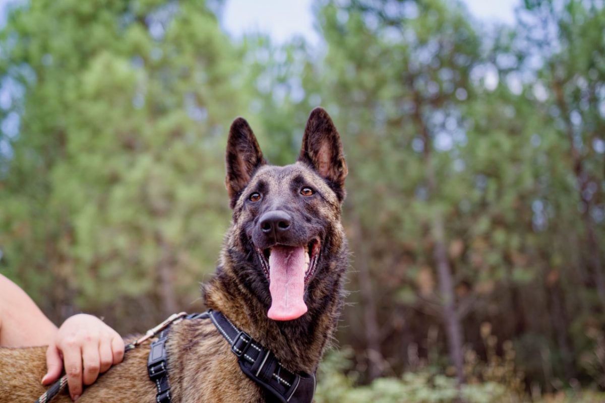 Cali - Chien Berger Belge Malinois à adopter