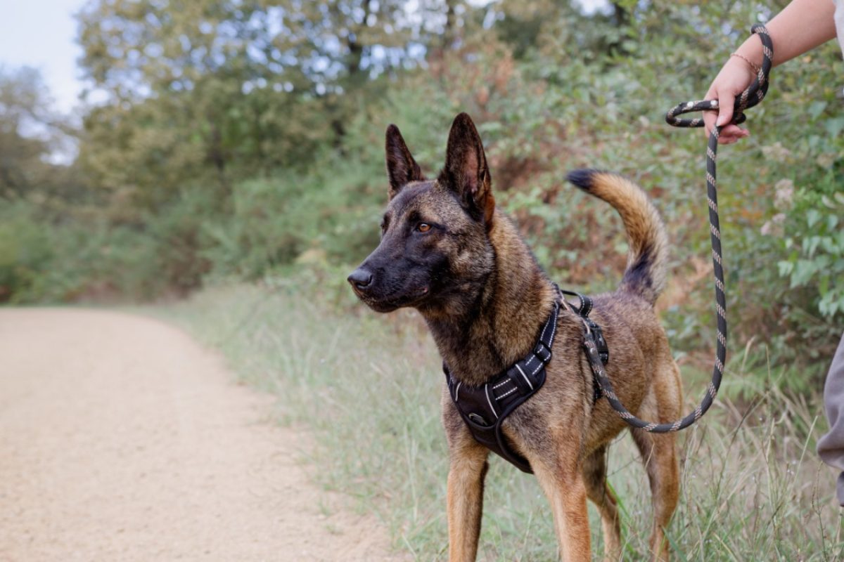 Cali - Chien Berger Belge Malinois à adopter - photo 2