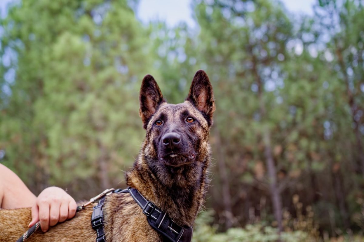 Cali - Chien Berger Belge Malinois à adopter - photo 3
