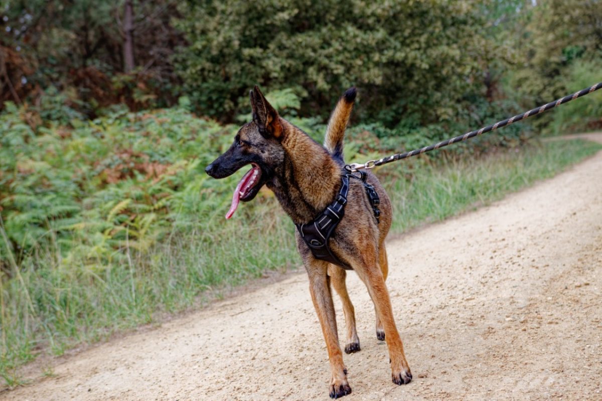 Cali - Chien Berger Belge Malinois à adopter - photo 4