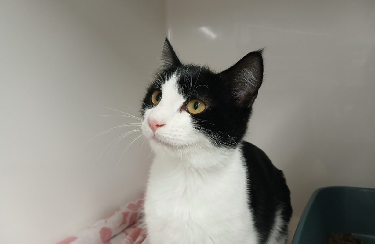 Fantomas - Chat Européen à adopter