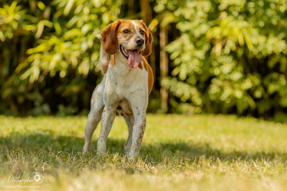 Nero - Chien à adopter