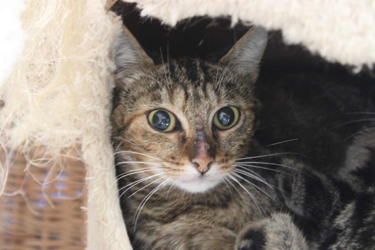 Yuzu - Chat Européen à adopter
