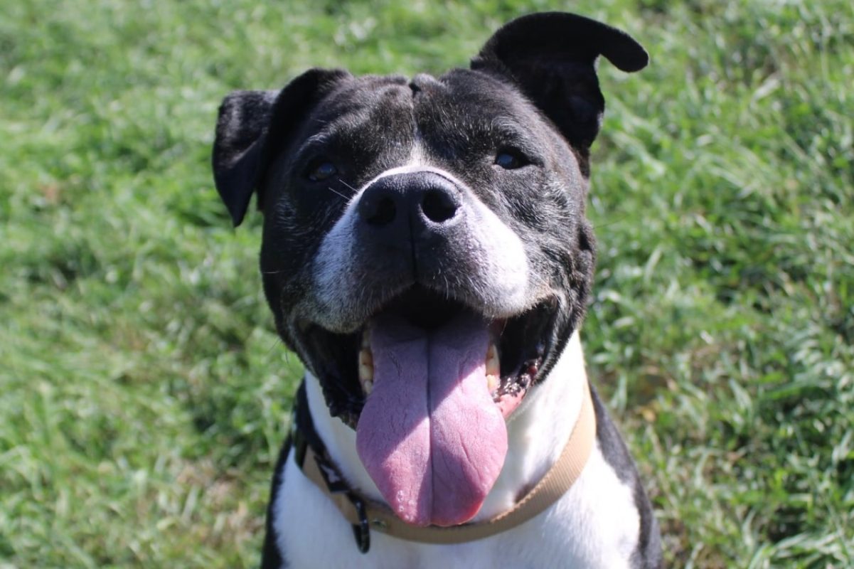 Tyson - Chien à adopter