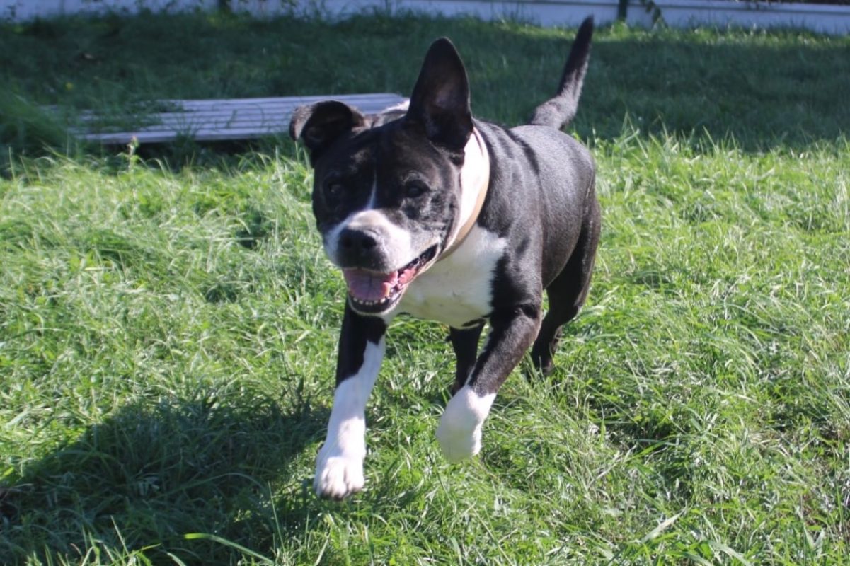 Tyson - Chien à adopter - photo 2