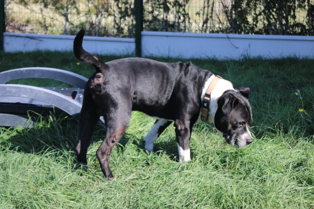 Tyson - Chien à adopter - photo 3
