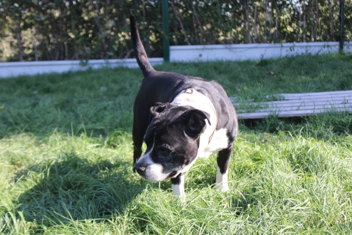 Tyson - Chien à adopter - photo 4