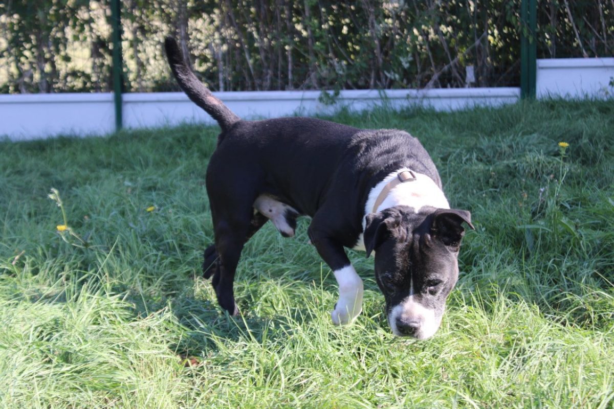 Tyson - Chien à adopter - photo 5