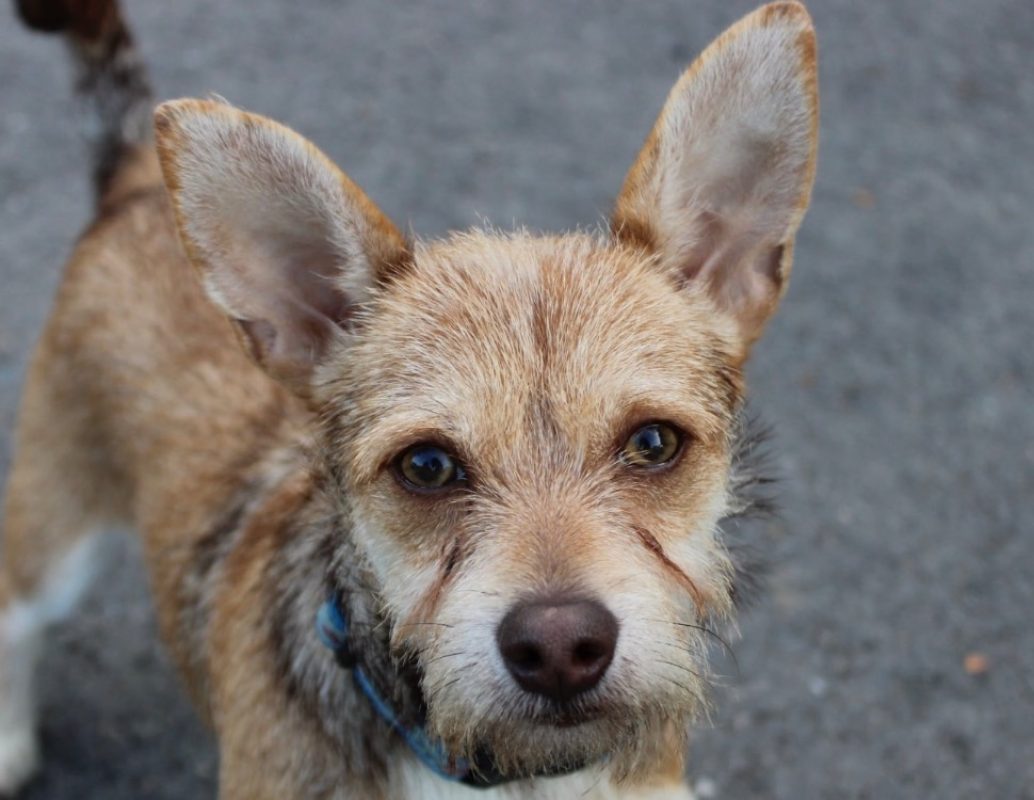 Zed - Chien Ratier pragois à adopter