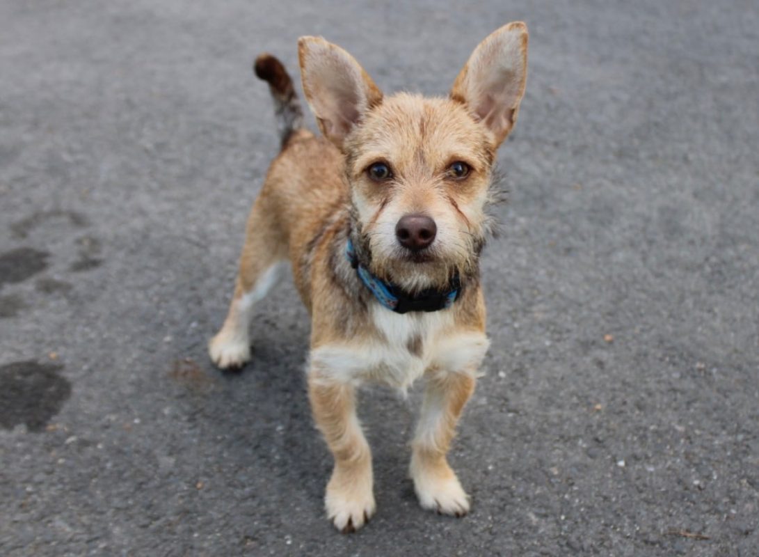 Zed - Chien Ratier pragois à adopter - photo 2