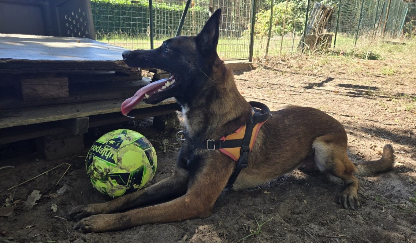 Meech - Chien Berger Belge Malinois à adopter