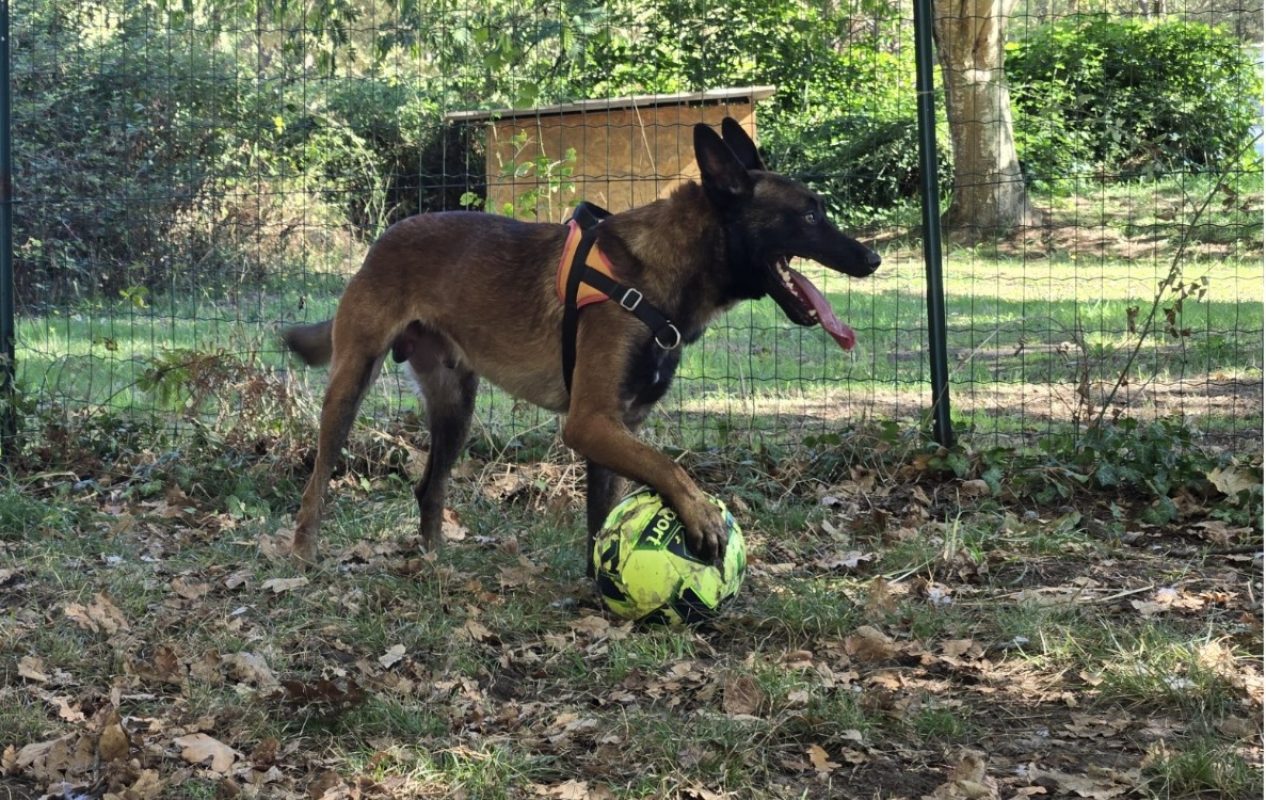 Meech - Chien Berger Belge Malinois à adopter - photo 2