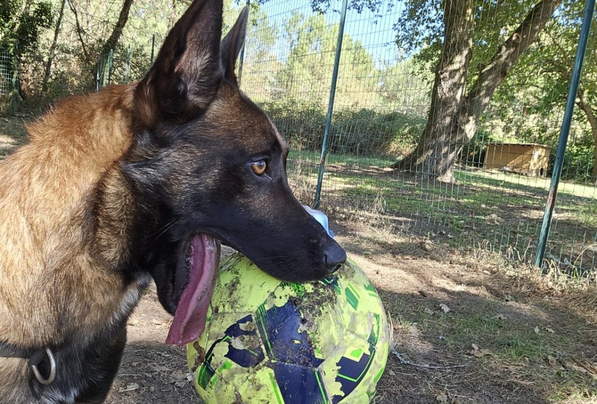 Meech - Chien Berger Belge Malinois à adopter - photo 3