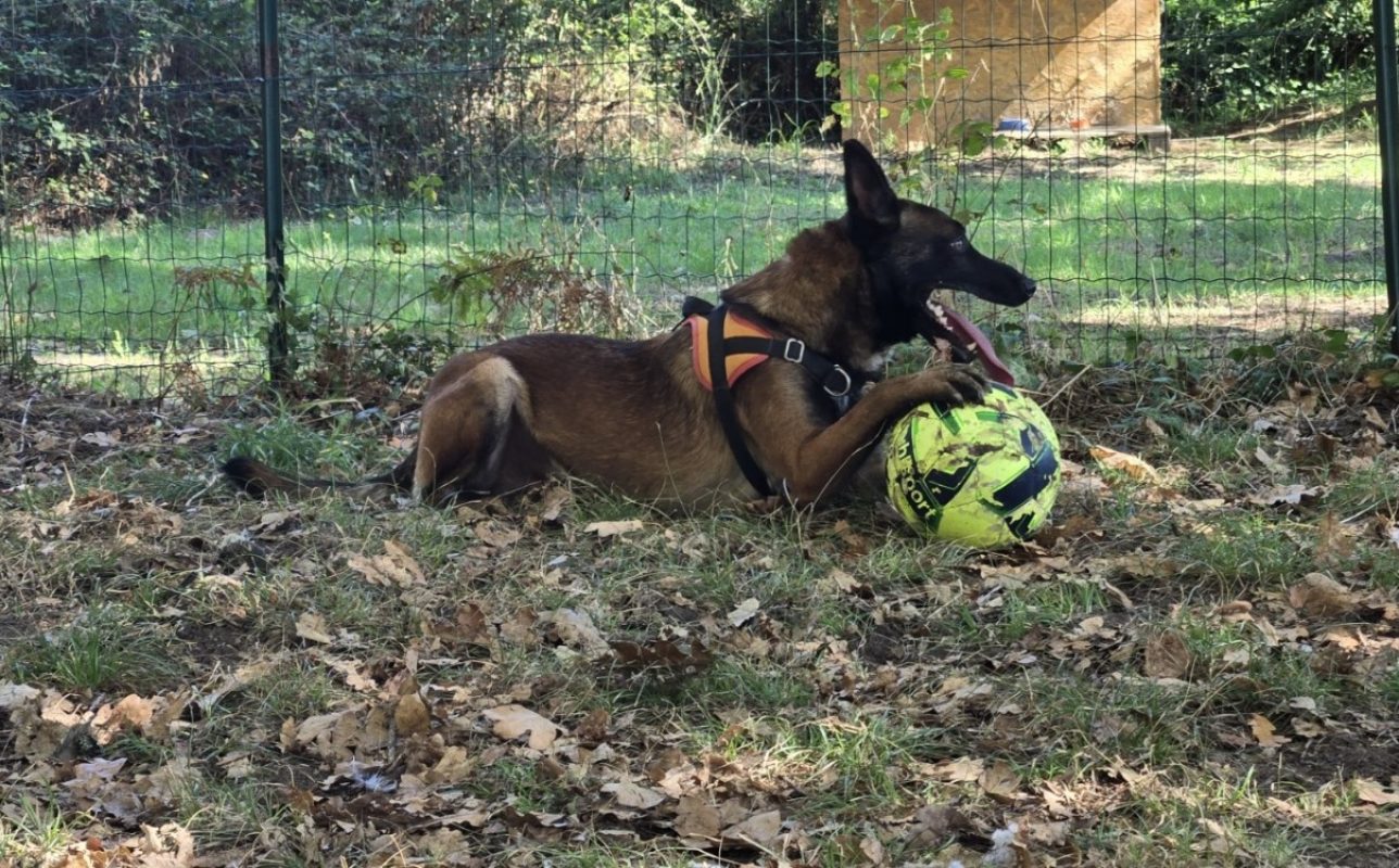 Meech - Chien Berger Belge Malinois à adopter - photo 4