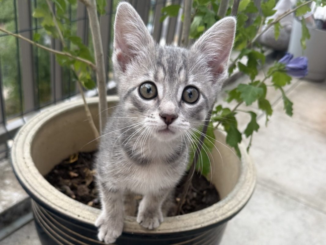 Grisou - Chat Européen à adopter