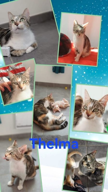 THELMA - Chat à adopter - photo 3