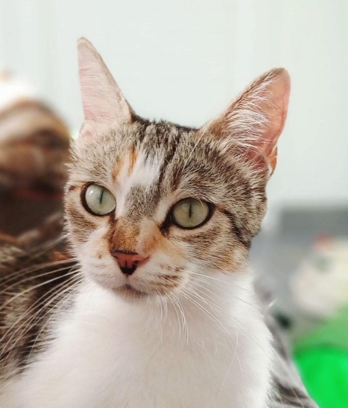 THELMA - Chat à adopter