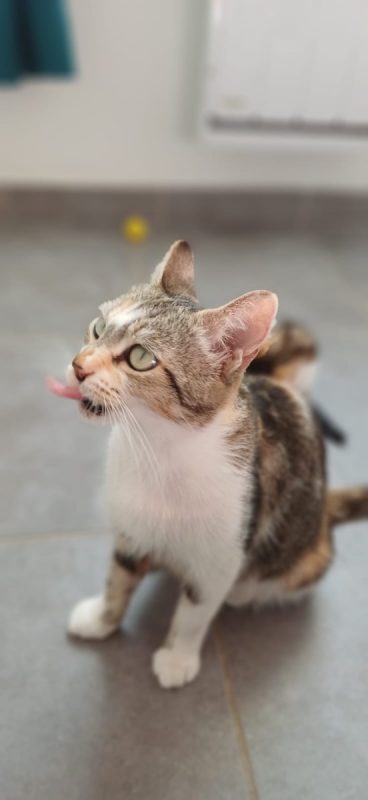 THELMA - Chat à adopter - photo 4