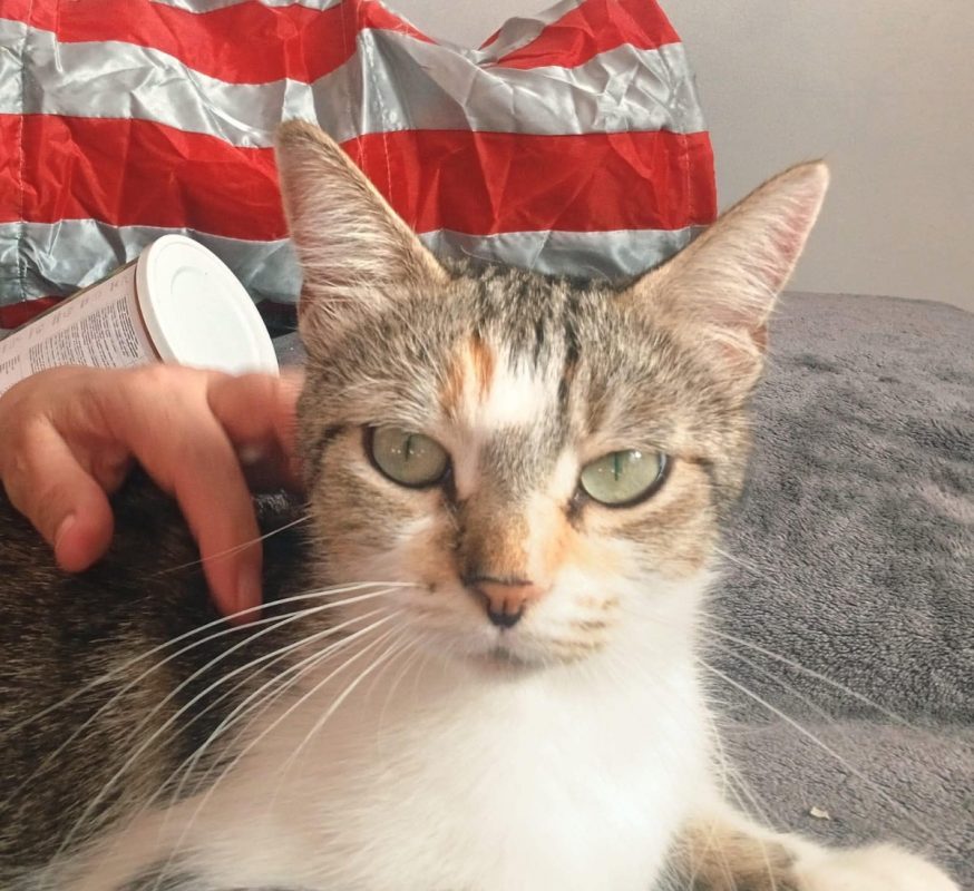 THELMA - Chat à adopter - photo 5