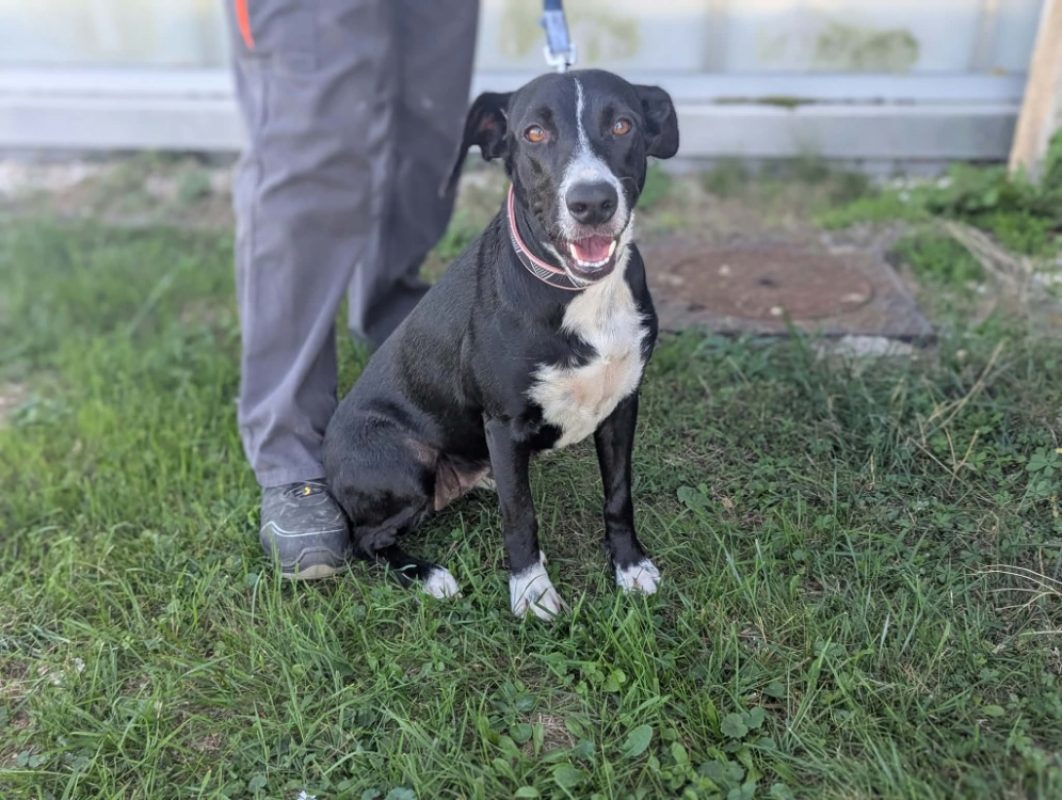 Pinta - Chien à adopter