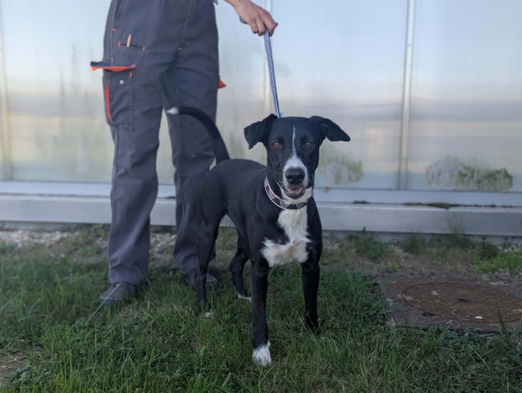 Pinta - Chien à adopter - photo 2