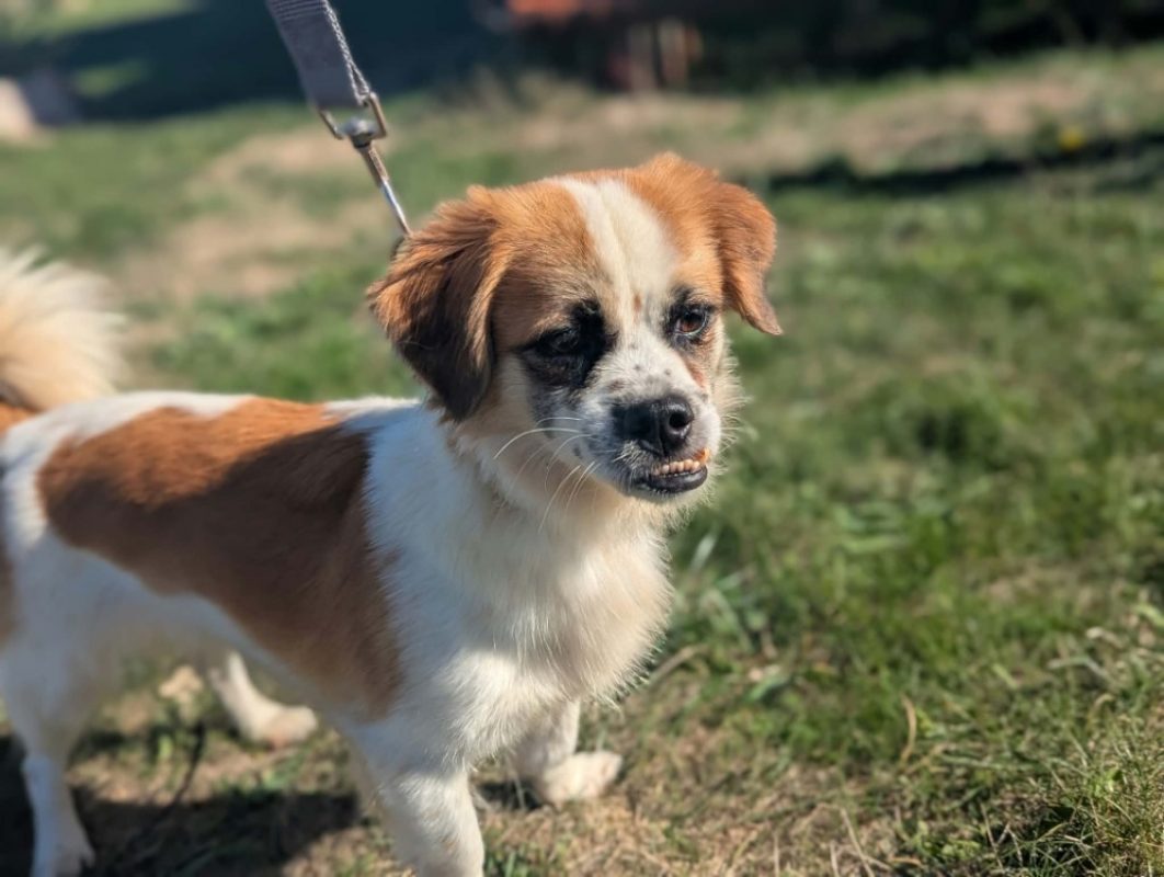 Cookie - Chien à adopter