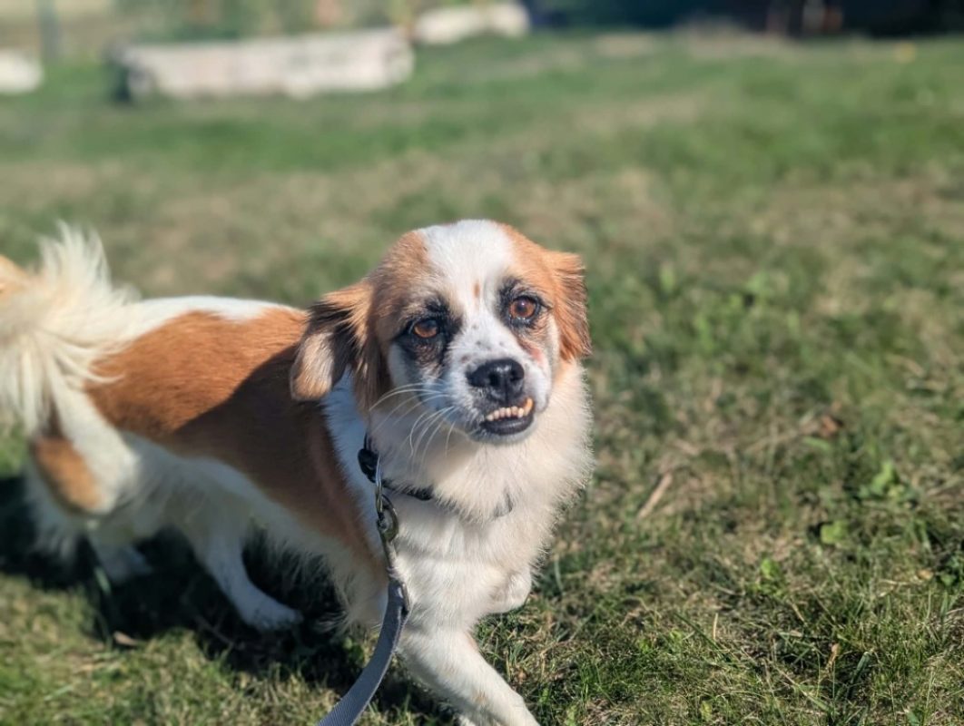 Cookie - Chien à adopter - photo 2