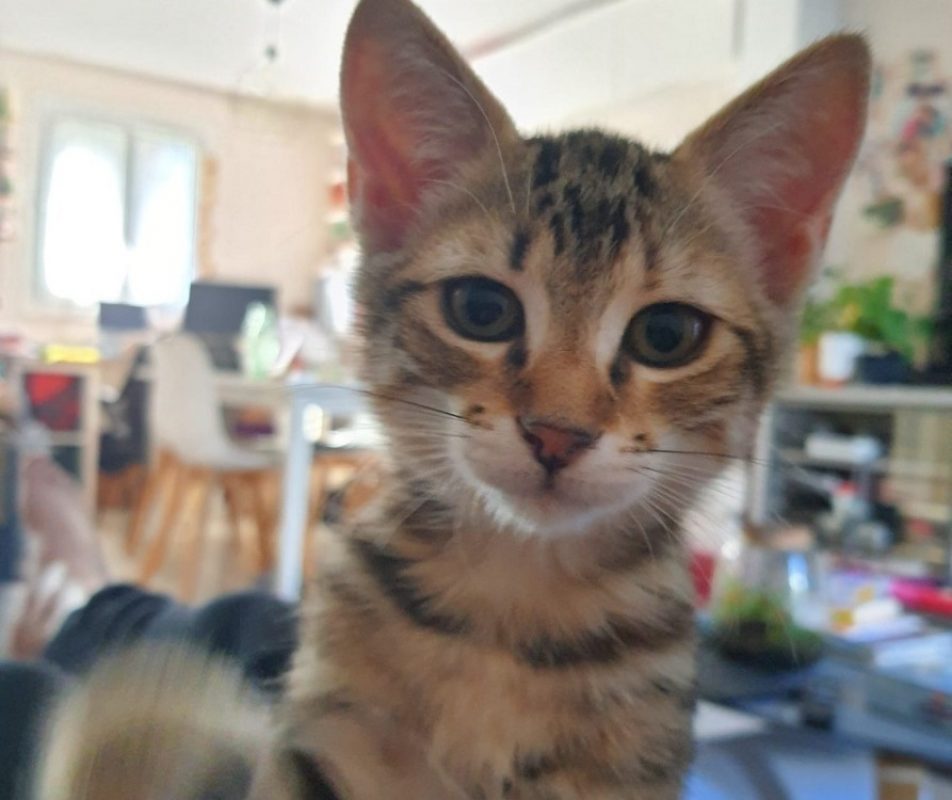 Belly - Chat Européen à adopter