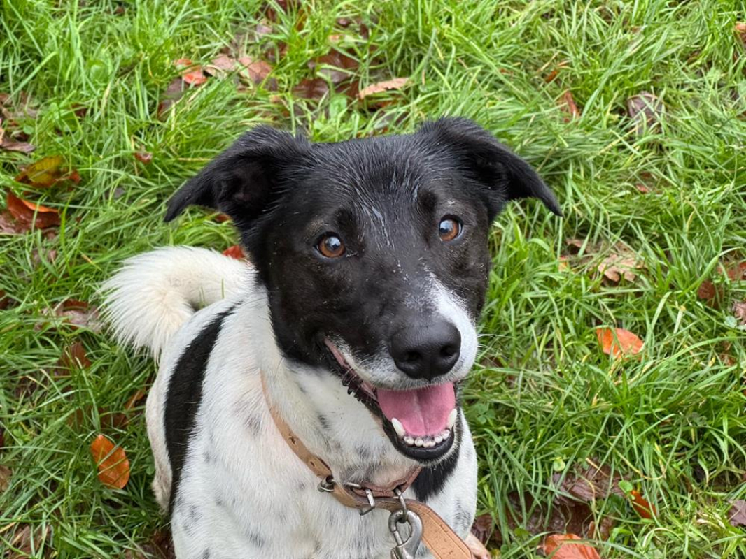 Photo #10 de Lacoste