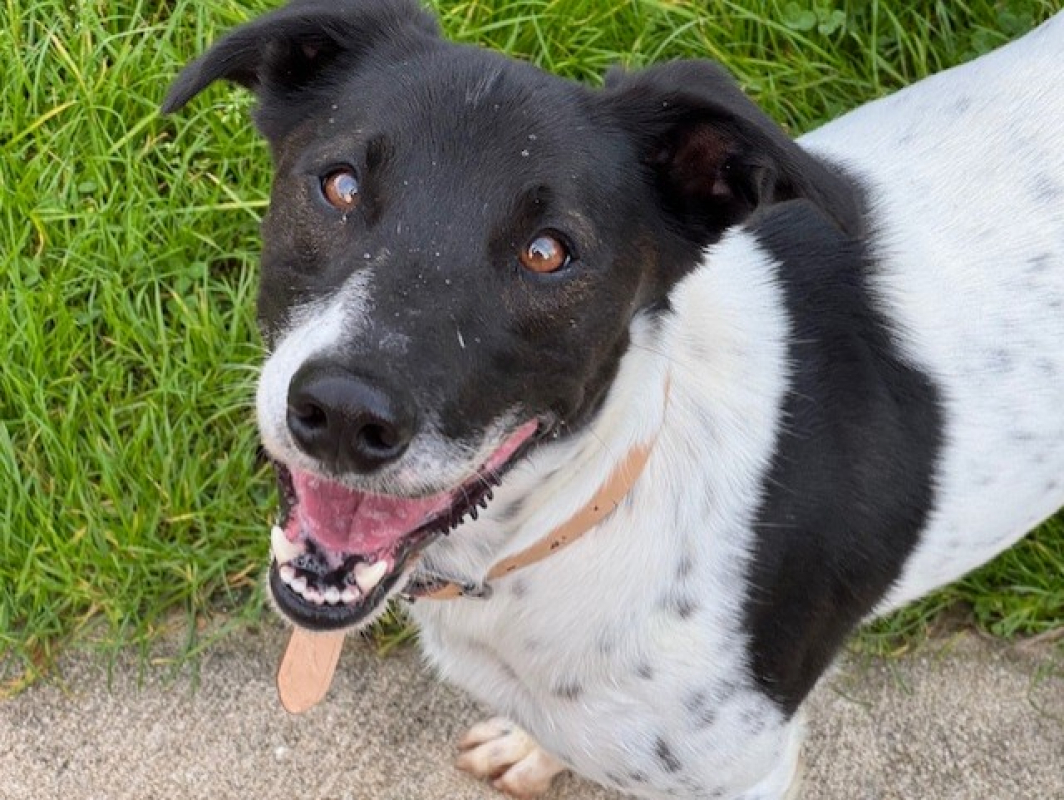 Photo #12 de Lacoste